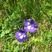 Pinguicula vulgaris - Erba unta comune