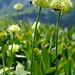 Allermannsharnisch (Allium victorialis)