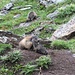 Nido di marmotte