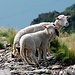 Ein Schaf mit seinem Lamm am Fumadiga