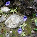 eine Gruppe der hübschen "Insektenfressenden" Blumen (Blaues Alpen-Fettkraut)