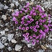 und noch ein gefälliges Blumenpolster