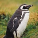 colonie de pingouins, à proximité de Punta Arenas