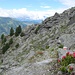 zwischenzeitlich hübscher Wegabschnitt - mit Alpenrosen ...