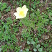 Pulsatilla alpina subsp. apiifolia (Scop.) Nyman<br />Ranunculaceae<br /><br />Pulsatilla sulfurea.<br />Pulsatille soufrée.<br />Schwefel-Anemone.