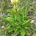 Gentiana punctata L.
Gentianaceae

Genziana punteggiata.
Gentiane ponctuée.
Getüpfelter Enzian.