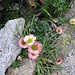 Ranunculus glacialis L.
Ranunculaceae

Ranuncolo glaciale.
Renoncule des glaciers.
Gletscher-Hahnenfuss.