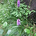 Dactylorhiza maculata (L.) Soò
Orchidaceae

Orchide macchiata.
Orchis tacheté.
Geflecktes Knabenkraut.