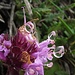 Gewöhnliche Braunelle (Prunella vulgaris)