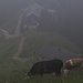 Nebliges Pürschlingshaus mit Kühen / Il Pürschlinghaus in nebbia e con mucche