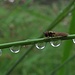 Wassertröpfchen auf einem Grashalm mit Insekt<br /><br />Gocce d`acqua su un filo d`erba con un insetto