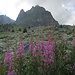 Chersogno