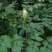 Wald-Engelwurz (Angelica silvestris)?