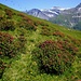 Ganze Hänge voller Alpenrosen im Abstieg nach Pleus