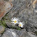 <b>La margherita alpina (Leucanthemopsis alpina), che vive negli stessi habitat silicei, è tipica delle Alpi Venoste (Ötztaler Alpen). Spesso trascurata, come se fosse una banalità, è invece di una semplicità e finezza tali da essere eletta forse come la più bella.</b>