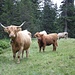 <b>Mi faccio strada tra una mandria di vacche delle Highlander; benché si dica che abbiano un carattere mite, visto le imponenti corna, con un’ampiezza di un metro e mezzo, mi muovo con molta circospezione.</b>