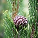<b>Pinus mugo.</b>