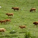 Die Herde zieht sich zum schützenden Wald zurück.