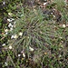 <b>Carex sp.</b>