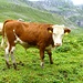 Simmentaler Fleckvieh auf der Glattalp