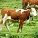 Simmentaler Fleckvieh auf der Glattalp