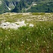 Oberhalb der Capanna Alpe Sponda - Feuchtwiesen mit Wollgras