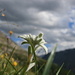 Alpen-Edelweiss (Leontopodium nivale subsp. alpinum)
Hier hatte es so viele Edelweisse, dass man aufpassen musste nicht auf sie zu treten. Ich habe noch nie so viele Edelweisse auf einmal gesehen! Wie [u Anna] sagt: "Eine Lawine von Edelweissen"