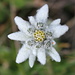 Alpen-Edelweiss (Leontopodium nivale subsp. alpinum)
