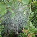 Spinnweben werden in der Feuchtigkeit enttarnt