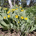 Wonderful flora at this time of the year<br />Here: Woolly Mule's Ears (Wyethia Mollis)