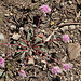 (Mount Hood) Pussypaws, Cistanthe umbellata (formerly Calyptridium umbellatum)