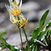 probably Sierra columbine (Aquilegia pubescens) 
