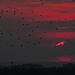 [http://f.hikr.org/files/1507251.jpg Vogelschwarm bei Sonnenuntergang] / stormo di uccelli al tramonto