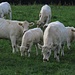 Galloway-Rinder mit Mutterkuh-Haltung und Bullen.<br /><br />Bovini tipo Galloway con mamma, piccoli e un toro.
