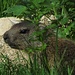 Die jungen Murmeltiere sind in den letzten 3 Wochen sehr gewachsen.<br /><br />I piccoli delle marmotte nelle ultime tre settimane sono cresciuti moltissimo.