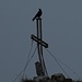Gipfelkreuzvogel / uccello della croce di vetta