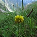 Alpen-Braun-Klee (Trifolium badium) 