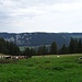 Juralandschaft; mit den Niederwiler-Stierenberg-Kühen - und Bäreloch