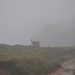 Viel Nebel und wenig Tiere