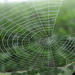 Spinnenweben im Nebelwald