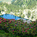 Lago di Sfii, 1909m - Stilleben mit Alpenrosen
