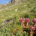 Hauswurz reckt ihre neugierigen Hälser in die Landschaft. Für mich ist es unglaublich, woher diese winzigen Pflänzchen auf etwa 3000 Metern Höhe die Energie für derart große Blütenstände nehmen.