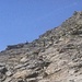 Steinböcke beim Aufstieg zum Schwarzseehorn