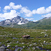Piz Tambo für Bidi :-)