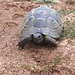 Die erste von vielen Schildkröten entlang dem Weg.