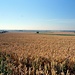 Blick über ein Getreidefeld Richtung Ingolstadt
