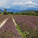 Lavendel, Provence