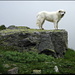 Berghund on the rocks.