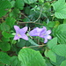 Campanula trachelium L.<br />Campanulaceae<br /><br />Campanula selvatica, Campanula a foglie d'ortica.<br />Campanule gantelée.<br />Nesselblättrige Glockenblume.