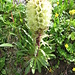 Campanula thyrsoides L.<br />Campanulaceae<br /><br />Campanula gialla.<br />Campanule a Thyrse.<br />Straussblütige Glockenblume.<br />